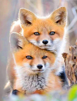 Два милых лисенка