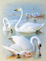 Стая белых лебедей