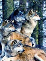 Стая серых волков