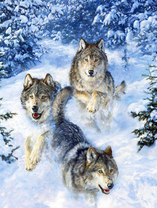 Стая свирепых волков