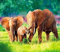 Милое семейство слонов