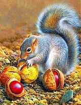 Белочка собирает каштаны