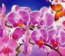 Розовые орхидеи и бабочки