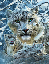 Семейство снежных барсов
