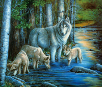 Волчье семейство на водопое