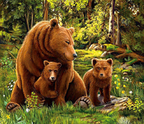 Медвежье семейство в лесу