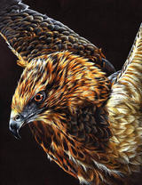 Красивый сокол