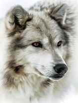 Светло-серый волк