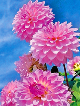 Нежно-розовые георгины