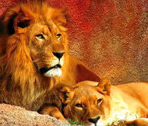 Лев со своей львицей