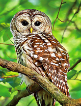 Молодой филин