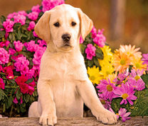 Щенок среди ярких цветов