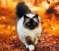 Пушистый котик в осенней листве