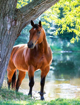 Грациозная лошадь у дерева
