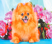 Рыжий шпиц на фоне пионов