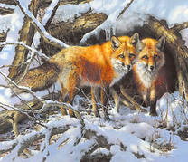 Две лисы у норы