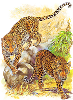 Хитрые леопарды