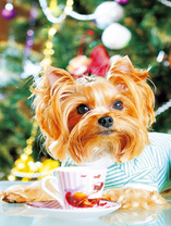 Милый пёсик и чашечка чая