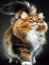 Очень пушистый котик