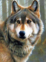 Милый серый волк