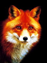 Лиса на темном фоне