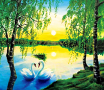 Влюбленные лебеди у берёзок