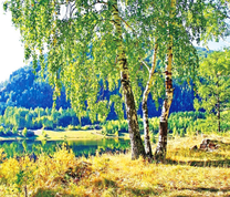 Берёзка на берегу озера