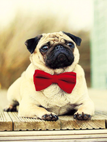 Мопсик с красной бабочкой