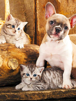 Французский бульдог и котята