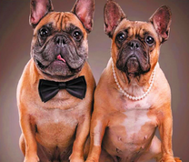 Пара французских бульдогов
