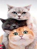 Три разноцветных котика