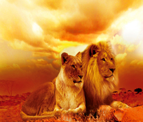 Львица и ее лев на закате дня