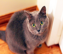 Серая кошечка с желтыми глазами