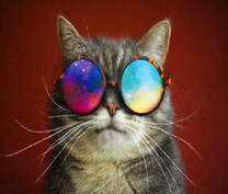 Серый котик с космическими очками
