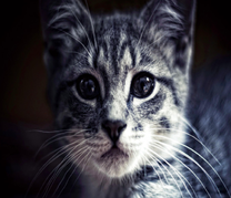 Серый котёнок с длинными усами