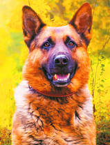 Взрослый пёс породы овчарка