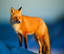 Лиса в солнечных лучах среди снега