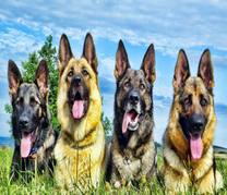 Четыре довольных овчарки