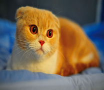 Рыженький вислоухий котик