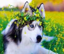 Хаски в цветочном веночке