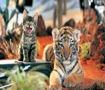 Котёнок и тигренок