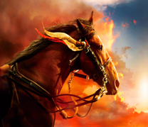 Конь в лучах заходящего солнца