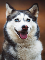 Довольный хаски