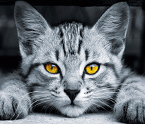 Серый котёнок с янтарными глазами