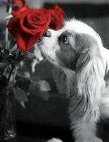 Пёсик нюхает красные розы