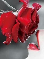 Красная роза в горе и губы