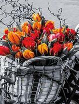 Полная корзина ранних тюльпанов