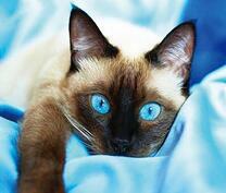Сиамская голубоглазая кошка