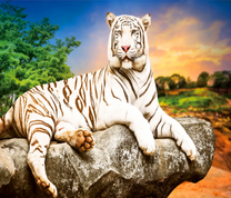 Белый тигр отдыхает на камне