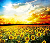 Поле подсолнухов и яркое солнце